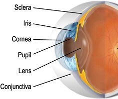 מבנה העין - שכבות עיקריות: קרנית, קשתית, אישון, עדשה, רשתית